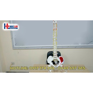 Mô hình xương cột sống 83 cm