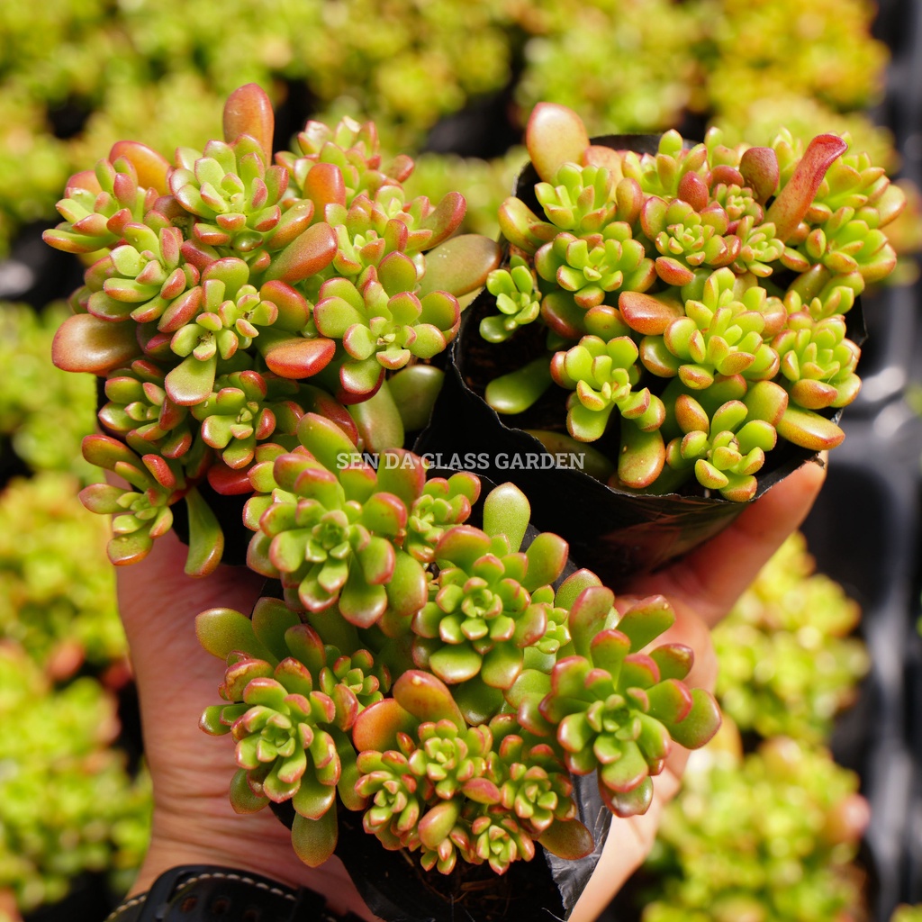 Sen đá Sedum kẹo Đà Lạt GLASS GARDEN nhiều đầu size nhỏ 6-7cm
