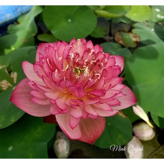 Củ sen Red rosy