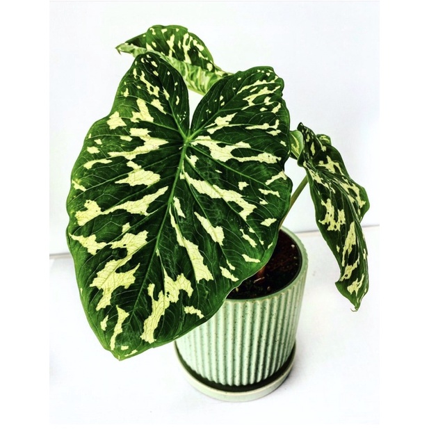 môn lính đặc công colocasia hilo beauty