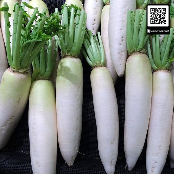 [Bán sỉ] - Hạt giống củ cải trắng trồng năng suất, ăn ngon - Gói 100g/ 50g