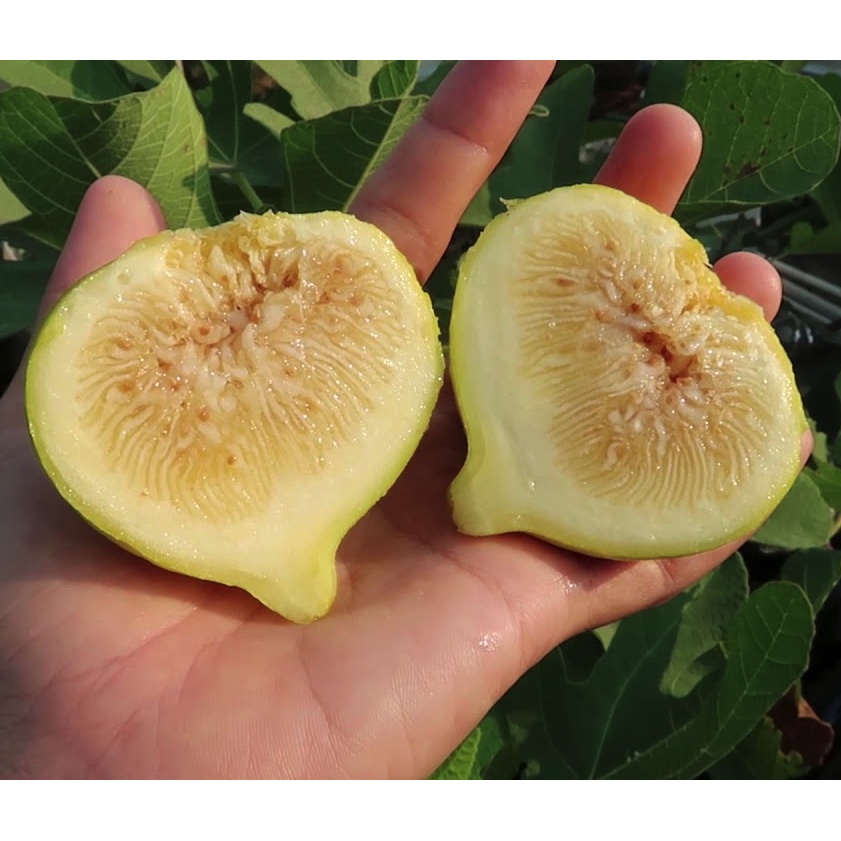 Cây giống Sung Mỹ Jinaofen - cây giống chiết cành ra quả sau 2 tháng