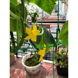 Lưới cho cây leo, Lưới giàn cây leo 10m*2m