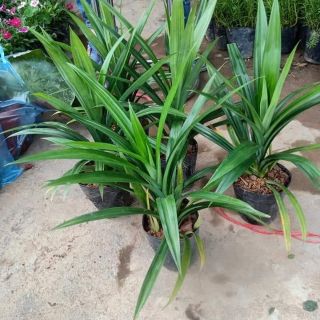 Cay giông  lá cơm nếp