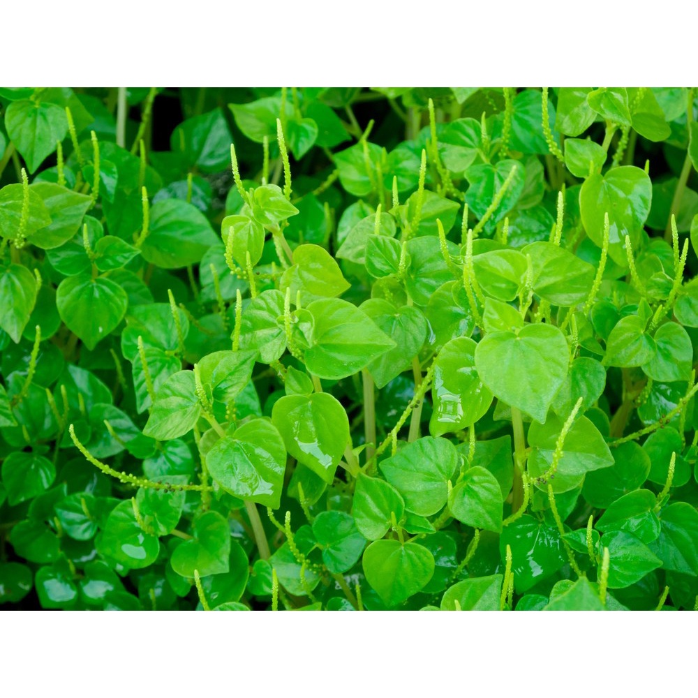 Hạt Giống Rau Càng Cua Phú Nông Sinh Trưởng Tốt Cho Năng Suất Cao- Gói 0.5gr