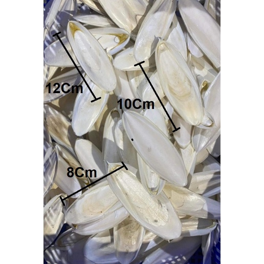 1 CÁI NAN MỰC MINI 8-12Cm DÙNG TĂNG CƯỜNG CANXI, MÀI RĂNG CHO HAMSTER, RÙA, SÓC