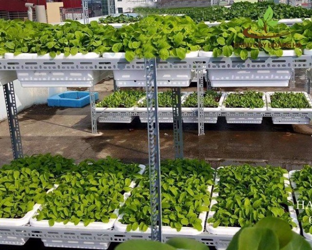 Kệ sắt trồng rau 2 tầng mỗi tầng để được 2 khay