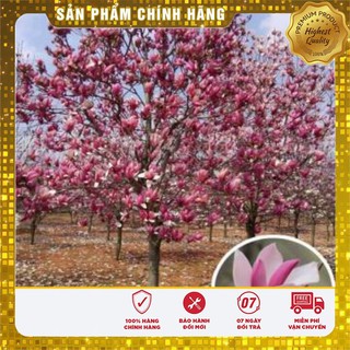 HẠT GIỐNG HOA MỘC LAN LUCKY SEEDS (3 hạt  )