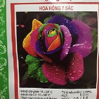 Hạt giống hoa hồng 7 màu HT