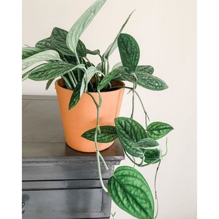 Chậu cứng trầu bà hạnh phúc Monstera Peru