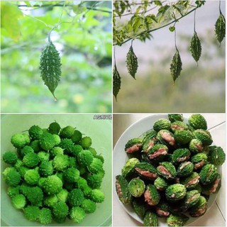 Hạt giống khổ qua rừng 1 gói 10 hạt