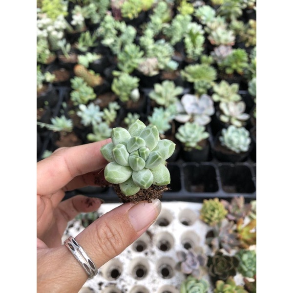 Sen đá mini 🌸🌸