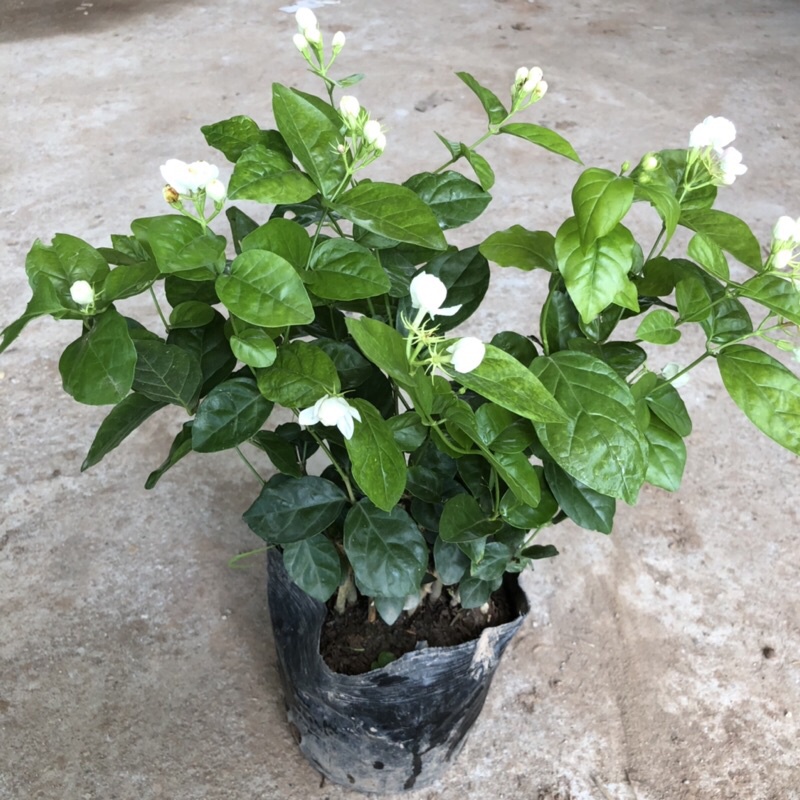 Gói 20 hạt giống hoa nhài hạt siêu rẻ