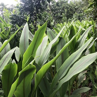 Tinh bột nghệ trắng Túi 500g