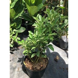 Cây tắc sọc ( tắc cẩm thach)