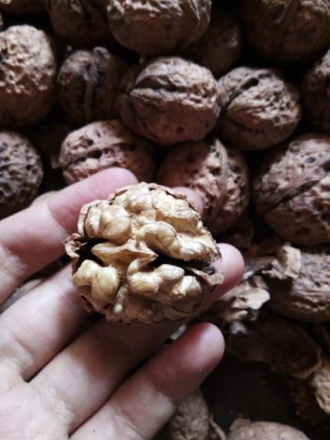 NHÂN ÓC CHÓ NẾP