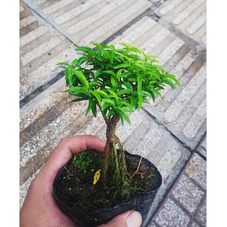 Chậu Mai chiếu thủy bonsai mini Tặng phân tan chậm.