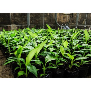 Cây giống CHUỐI GIÀ NAM MỸ ngọt thơm - hàng cây giống CHUẨN F1