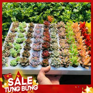 SEN VỈ CÂY NGẪU NHIÊN 🍀