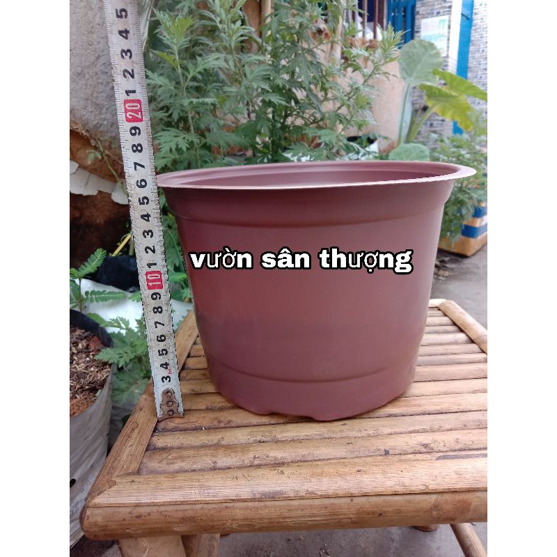 Set 5 Cái Chậu Trồng Cây Hoa 230*160, Chuyên Dành Trồng Hoa Ngày Tết