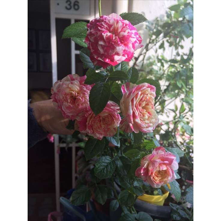 Hoa hồng ngoại Party Ranucula vũ điệu màu sắc -Hoangoaimelinh