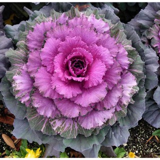Hạt giống hoa bắp cải (BRASSICA )