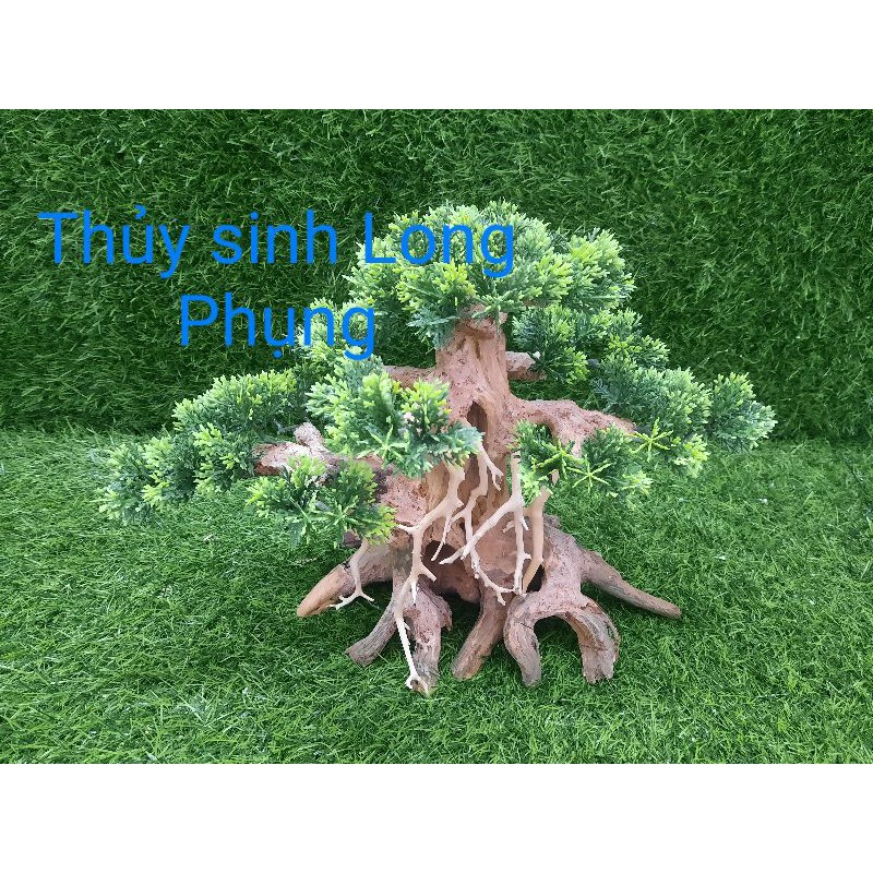 Lũa Bonsai 3 nhánh trang trí hồ cá