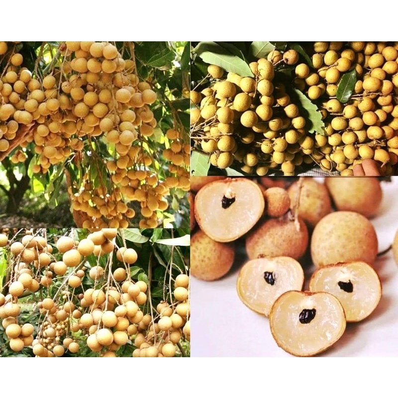 Phân bón Yara Mixa UNIK 16 , chuyên dùng giai đoạn ra hoa, đậu trái và nuôi trái.