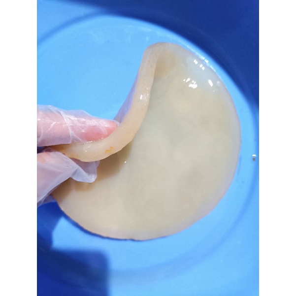 Giấm Nuôi + con Giấm