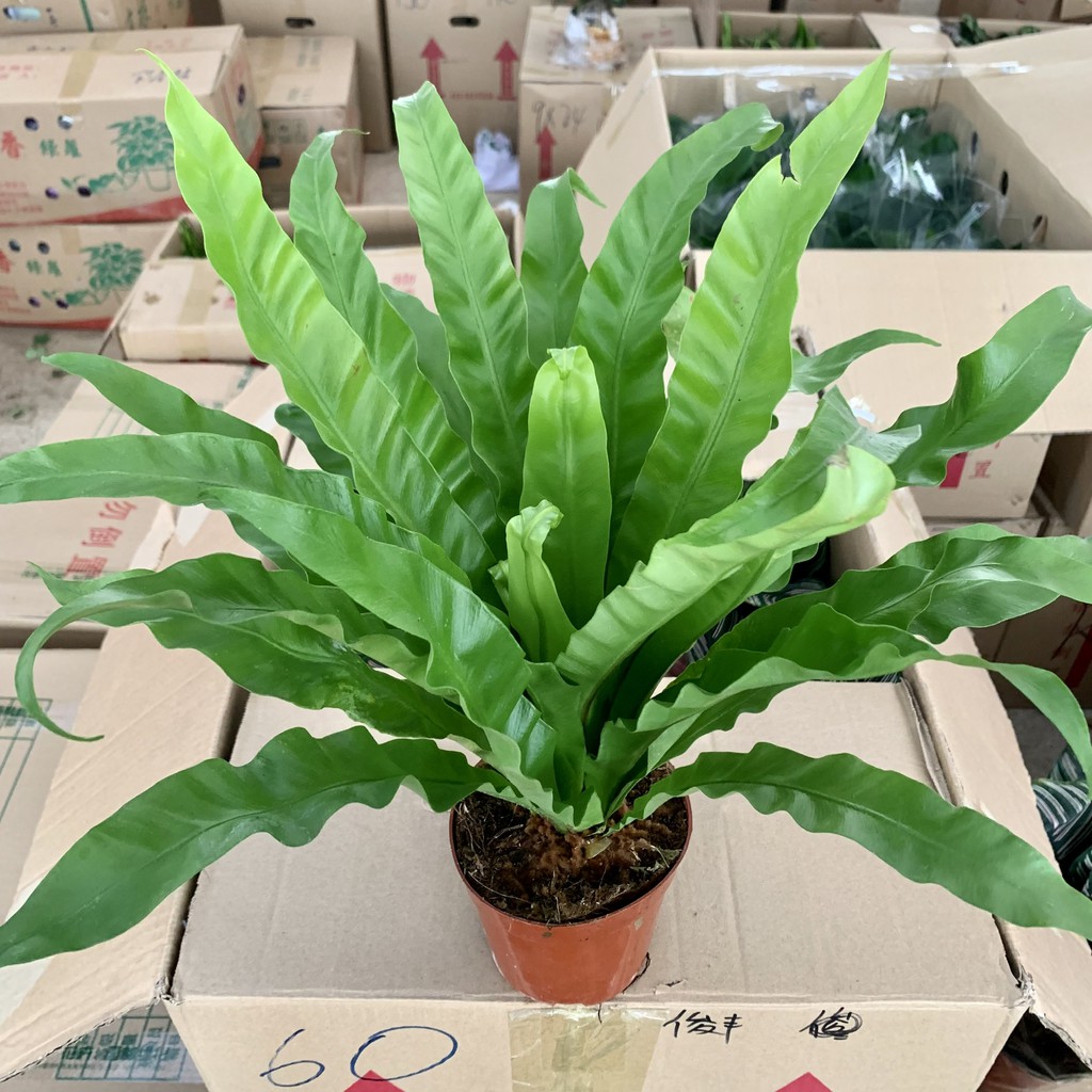 Cây tổ yến để bàn cao 30cm, bụi cây cực dày lá, rất dễ trồng và chăm sóc, cây phong thủy để bàn và trang trí nội thất