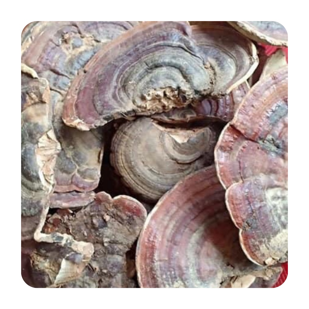 Nấm hồng chi ( nấm linh chi )chuẩn rừng loại to nguyên tai và thái lát tốt cho tim,hỗ trợ huyết áp,gout,tốt cho sức khoẻ | BigBuy360 - bigbuy360.vn