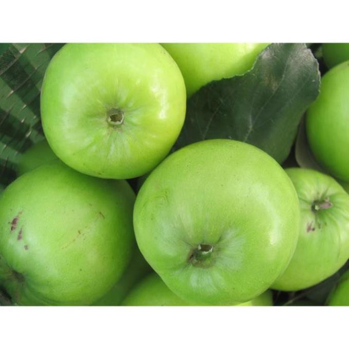 Cây táo đại ngọt (combo 2 cây)