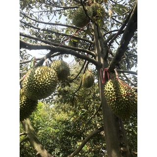 Sầu riêng Ri6