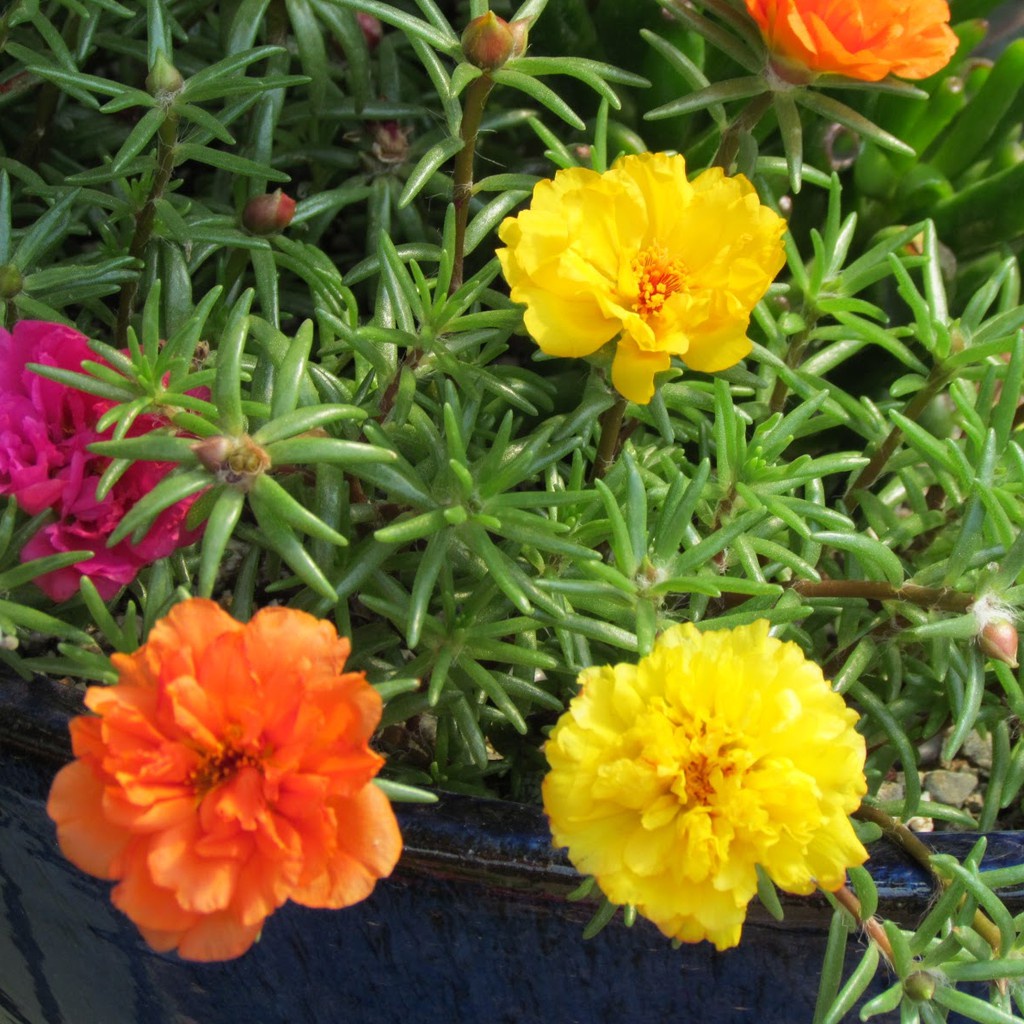 Hạt giống hoa mười giờ Mỹ F1 loại dễ trồng mix nhiều màu hoa [gói 100gram, 200gram, 500gram]