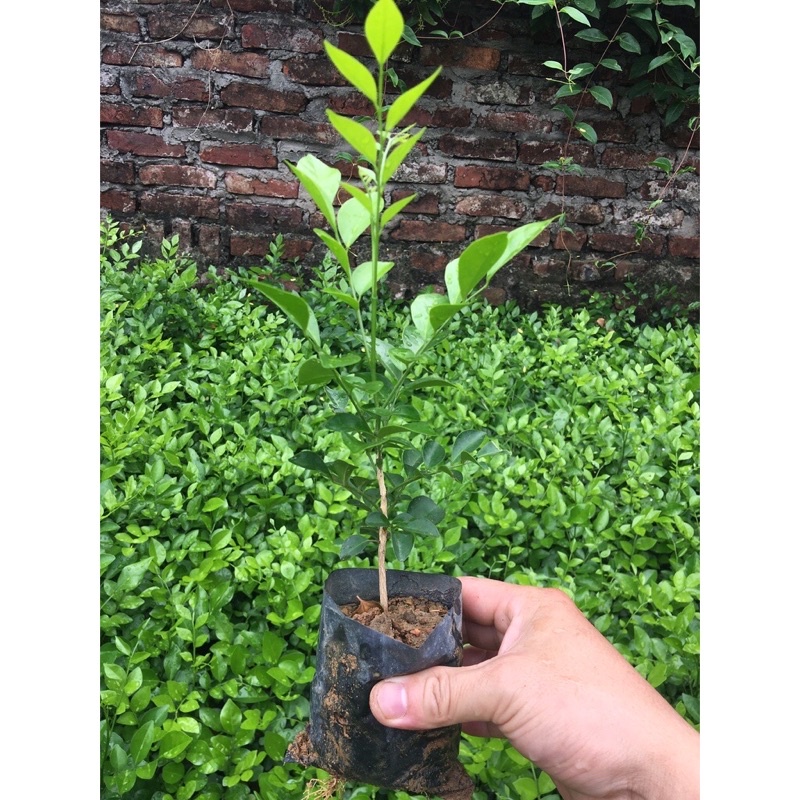 Cây Nguyệt quế - con giống