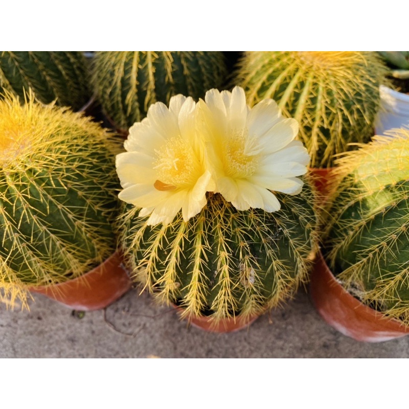 XƯƠNG RỒNG BÁNH SINH NHẬT - BÓNG ĐƠN 10CM