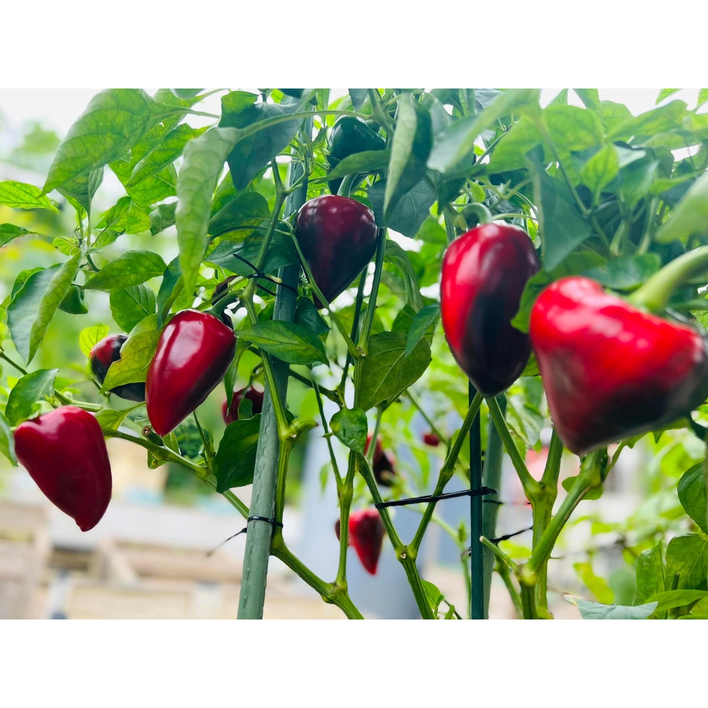 Gói 5 hạt giống ớt ngọt Lysa - 1 trong những loại ớt ngọt cùi dày và ngọt nhất - tỷ lệ nảy mầm 90%