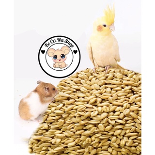 Lúa mì . thức ăn cho hamster ,thỏ bọ sóc (bè cà na)