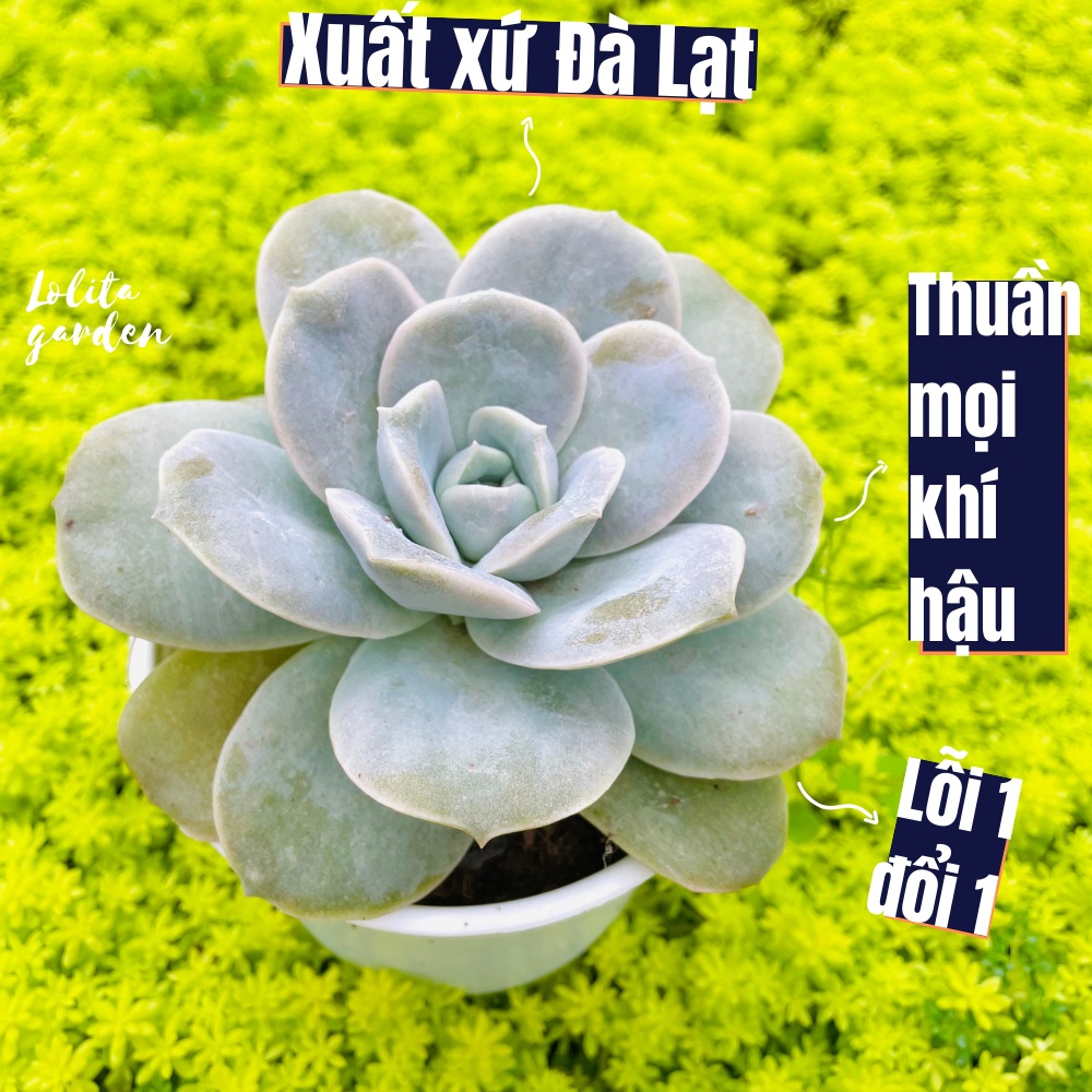 Sen đá hoa hồng hà lan lá lớn Đà Lạt size trung bình cây cảnh trang trí nhà cửa Lolita garden