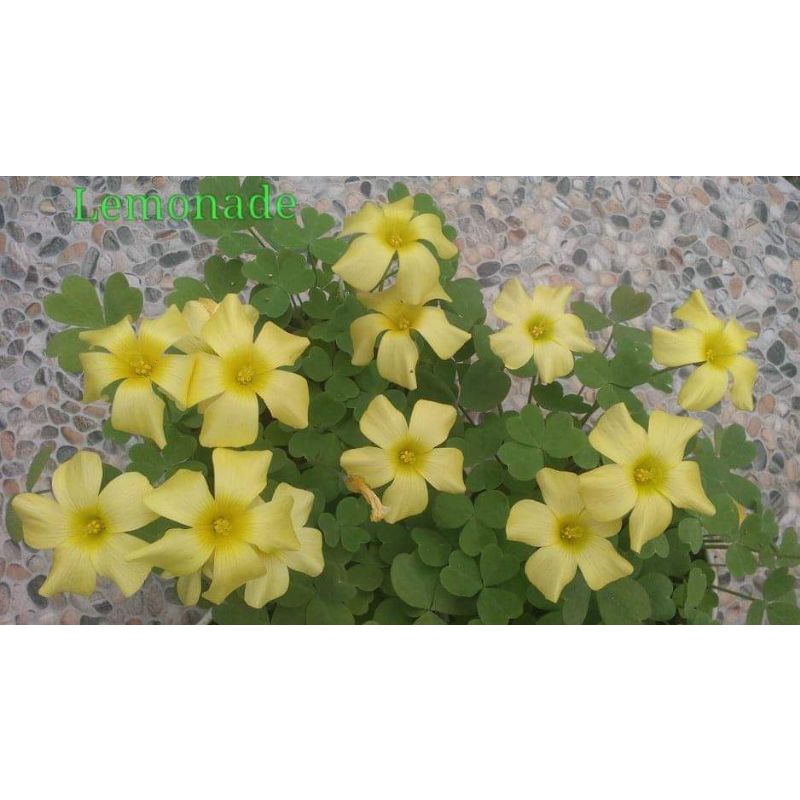 Một củ oxalis obtusa lemonade