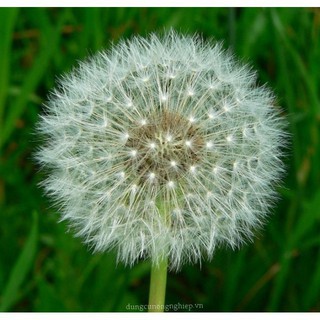 Hạt Giống Hoa Bồ Công Anh Trắng và Tím - 50 hạt ĐẠI GIẢM GIÁ TẾT