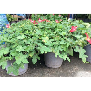 500 Hạt giống nhân sâm Bố Chính