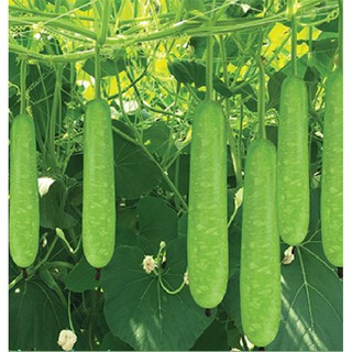 Hạt giống bầu lai F1 - Hạt giống bầu lai siêu quả 10 hạt (TẶNG gói kích thích hạt nảy mầm)