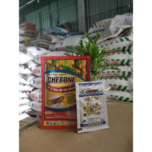 Combo xử lý rầy, rệp sáp, bọ trĩ trên mai vàng 5 cánh, mai tứ quý, mai hoa đăng, mai trăm cánh