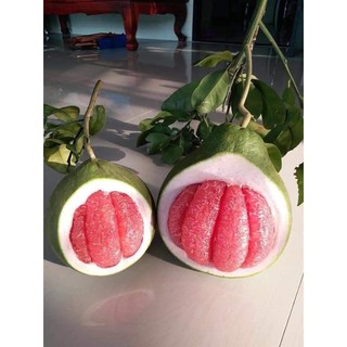 bưởi ruby thái lan