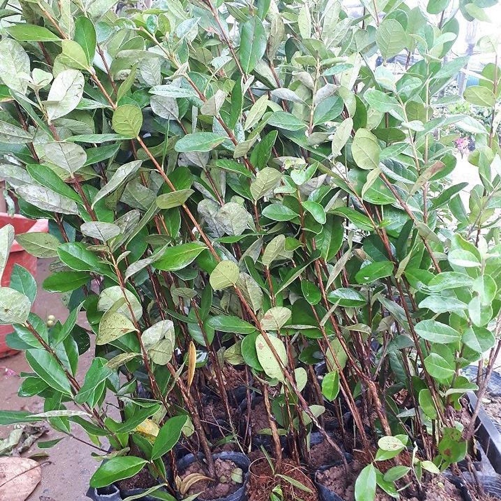 CHẤT LƯỢNG CAO Cây ổi dứa khỏe đẹp giống chuẩn