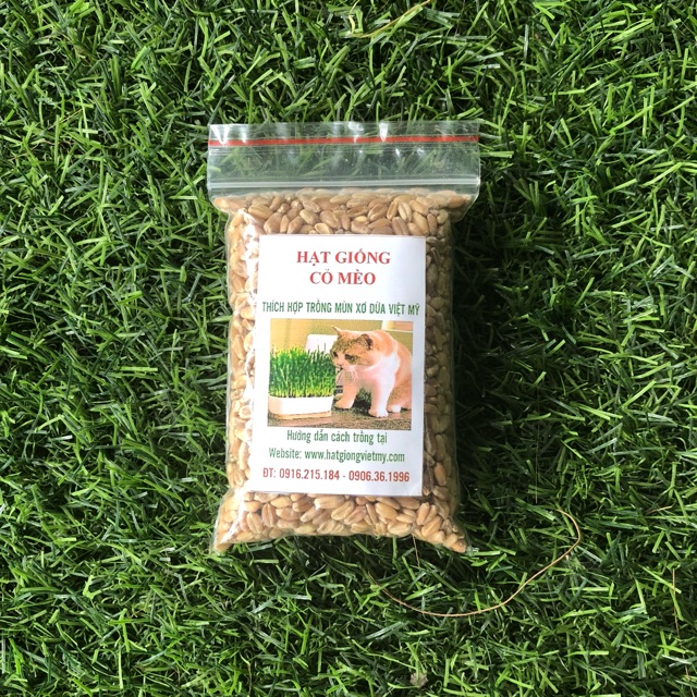 Hạt giống cỏ mèo catgrass - 100Gr