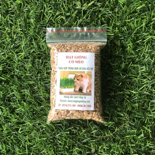 Hạt giống cỏ mèo catgrass - 100Gr