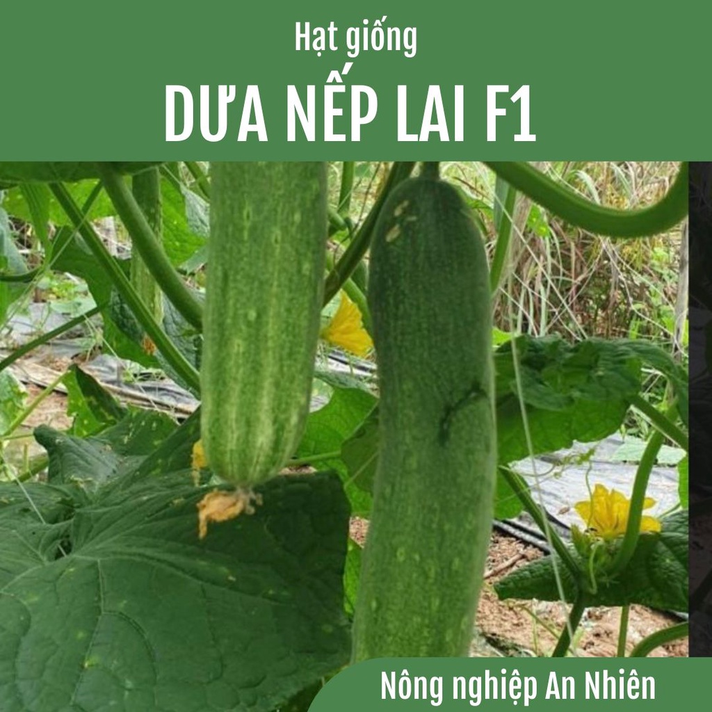 ạt giống Dưa chuột dưa leo nếp lai F1 - Siêu trái, đặc ruột, rất thơm