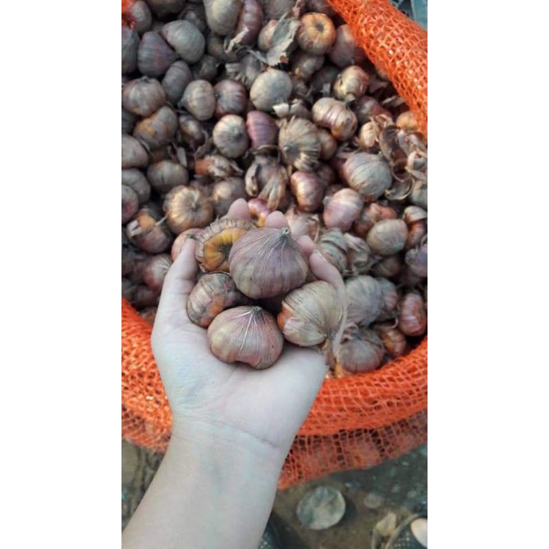 10 CỦ GIỐNG HOA LAY ƠN ĐỦ MÀU